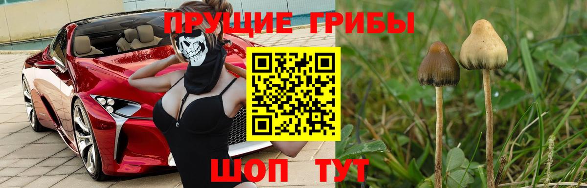 магазин продажи   Галлюциногенные грибы GOLDEN TEACHER  Вход с VPN  Ессентуки 